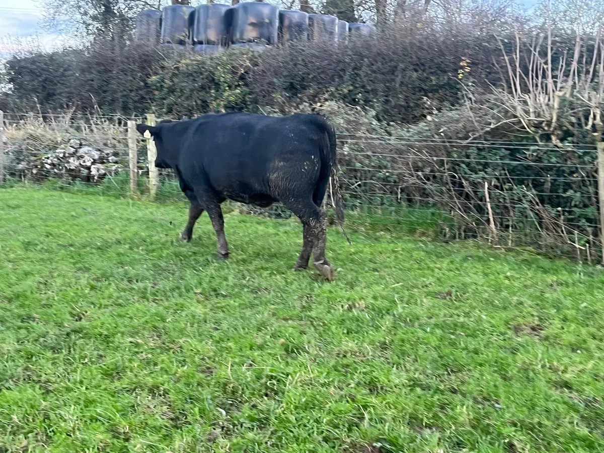 Super Angus springing heifer - Image 4