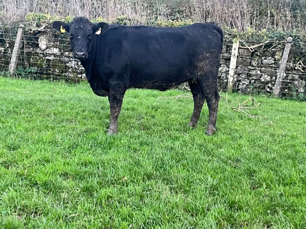 Super Angus springing heifer - Image 1