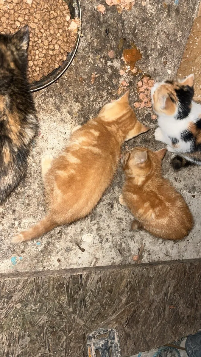 Kittens - Image 1