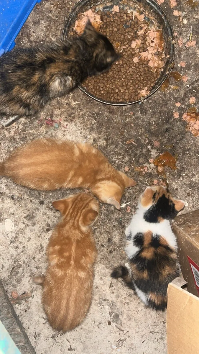 Kittens - Image 3