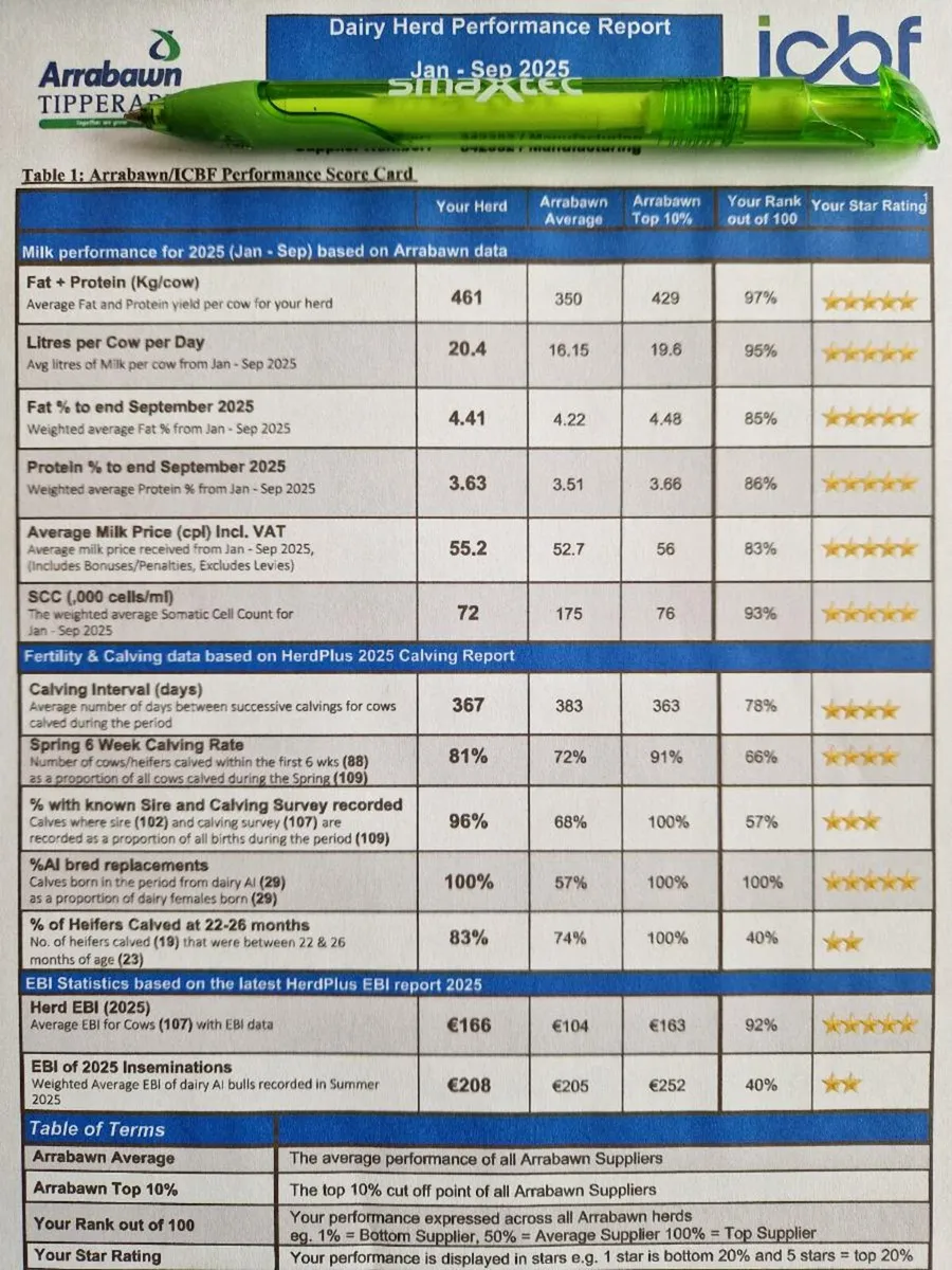 Dairy Incalf heifers - Image 2