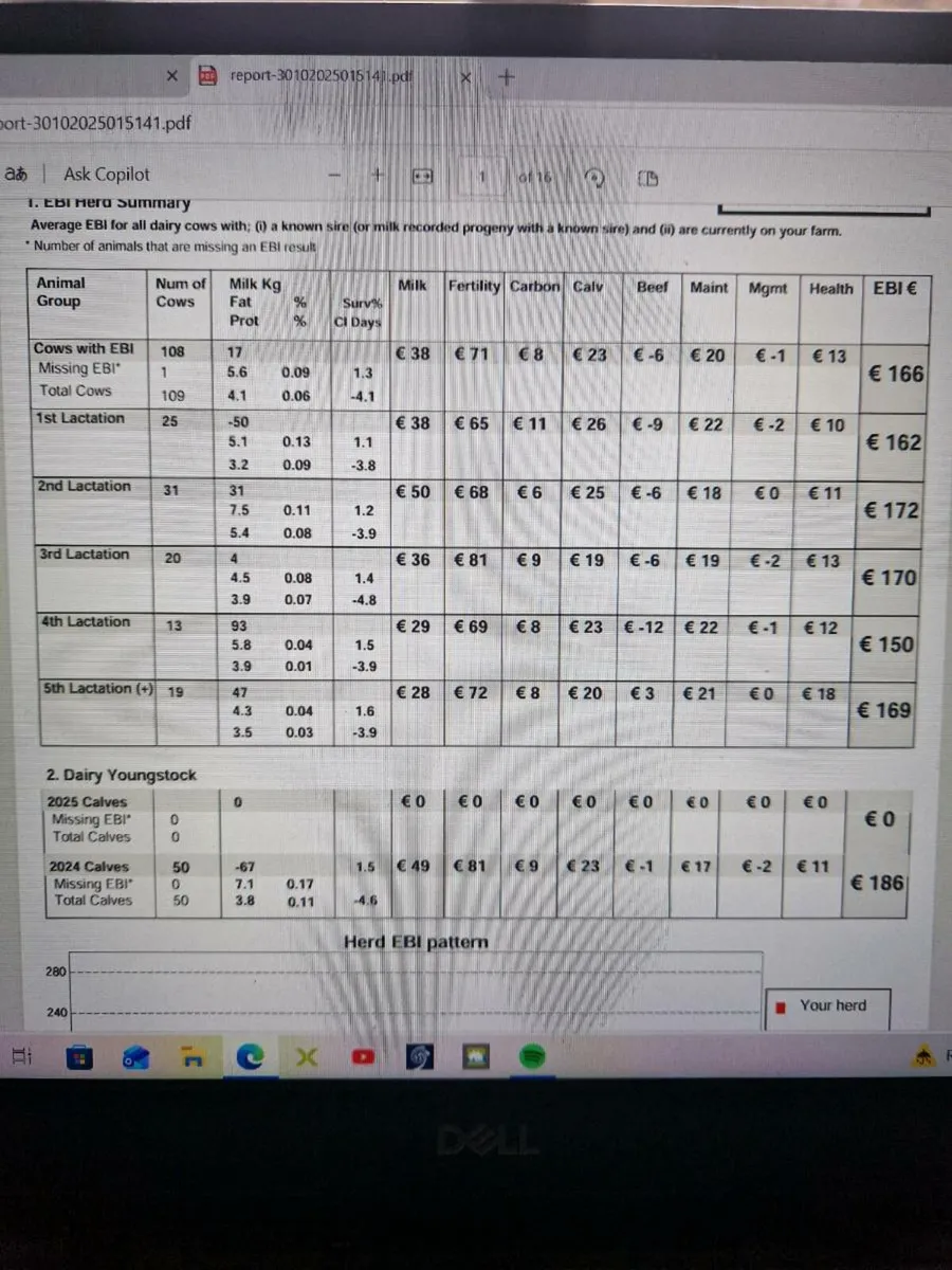 Dairy Incalf heifers - Image 3