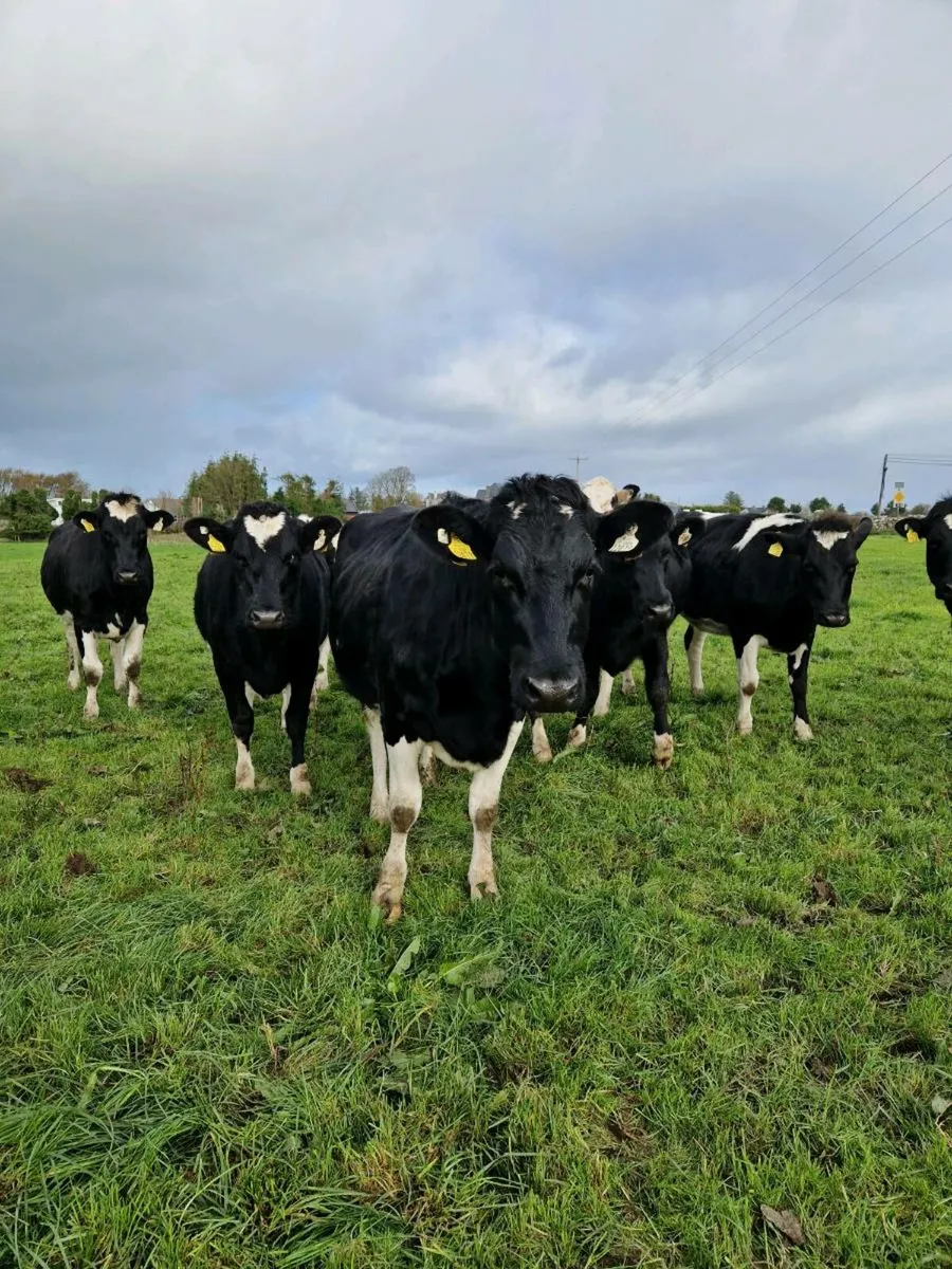 Dairy Incalf heifers - Image 1
