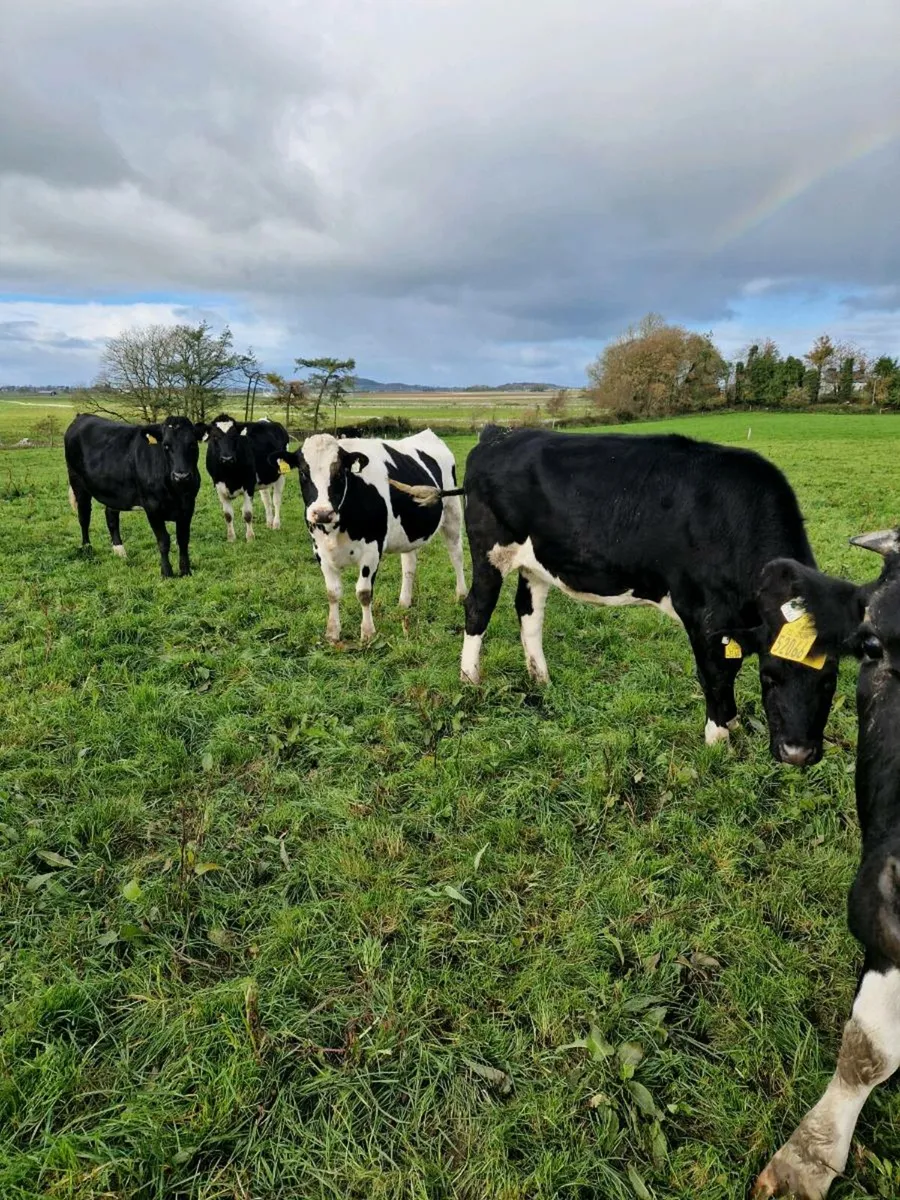 Dairy Incalf heifers - Image 4