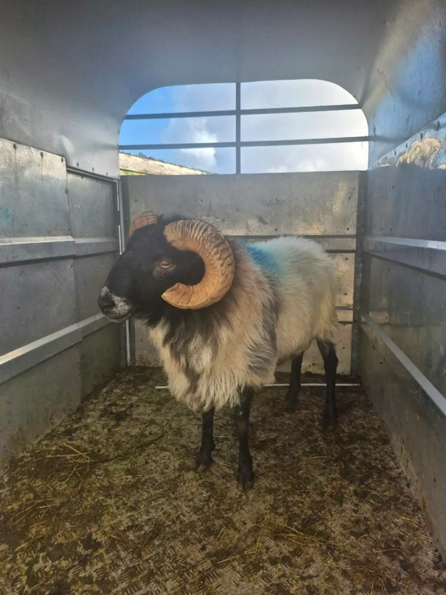 3 Year Old Blackhead Ram - Image 1