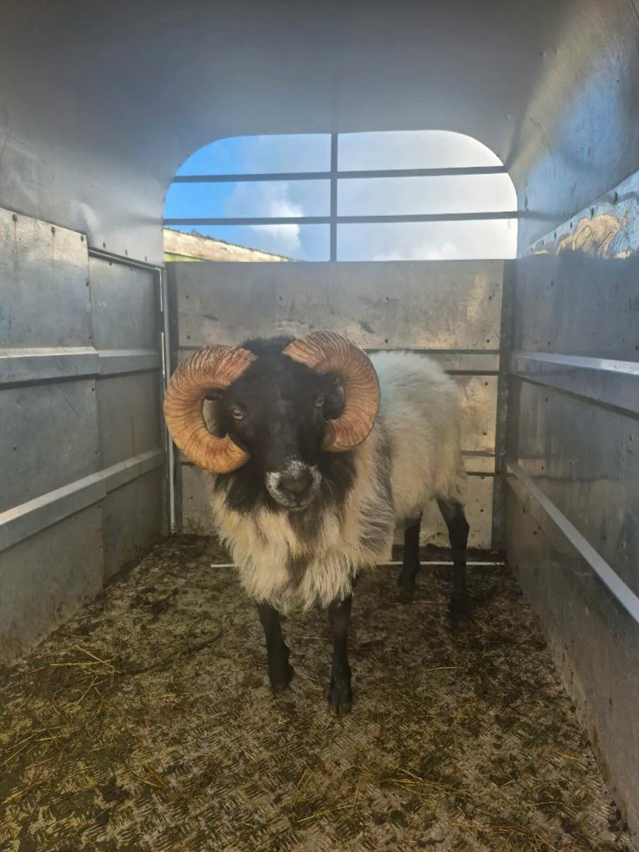 3 Year Old Blackhead Ram - Image 4