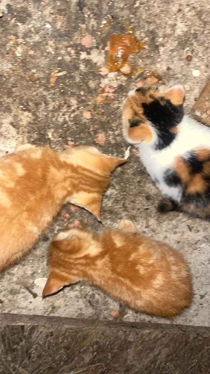 Kittens - Image 2
