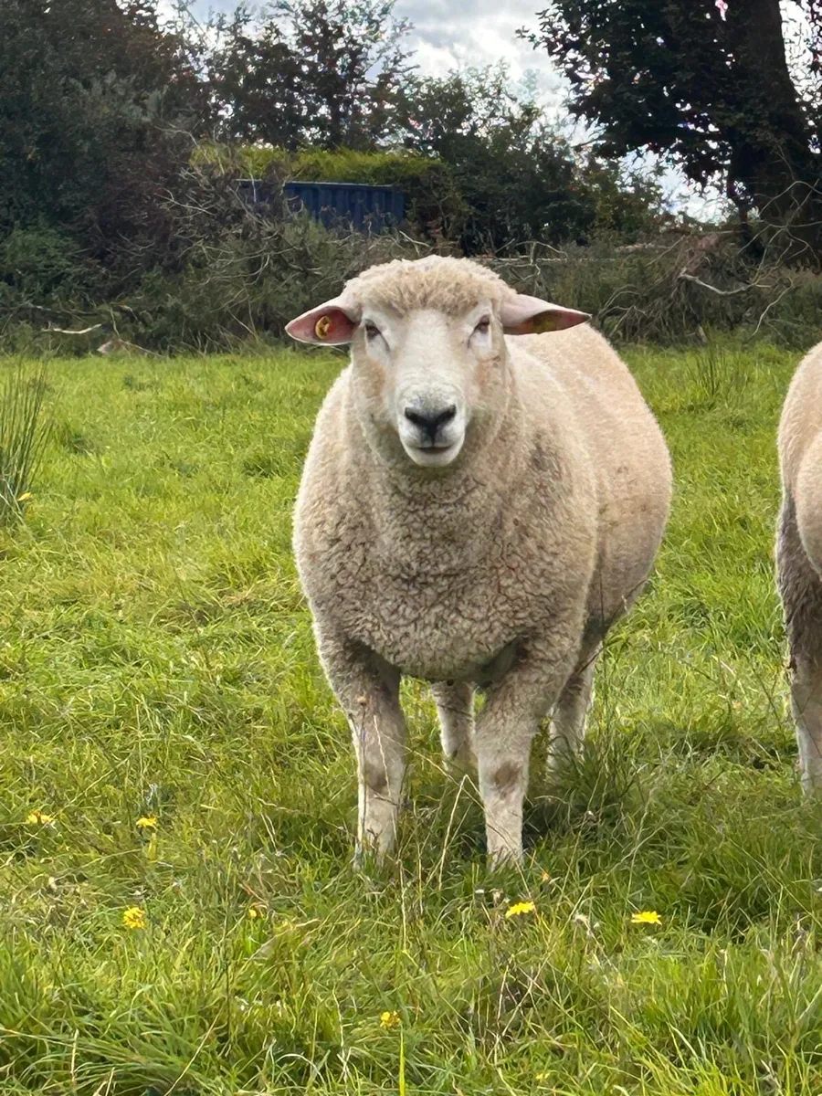 PBNR Galway Hogget Rams - Image 1