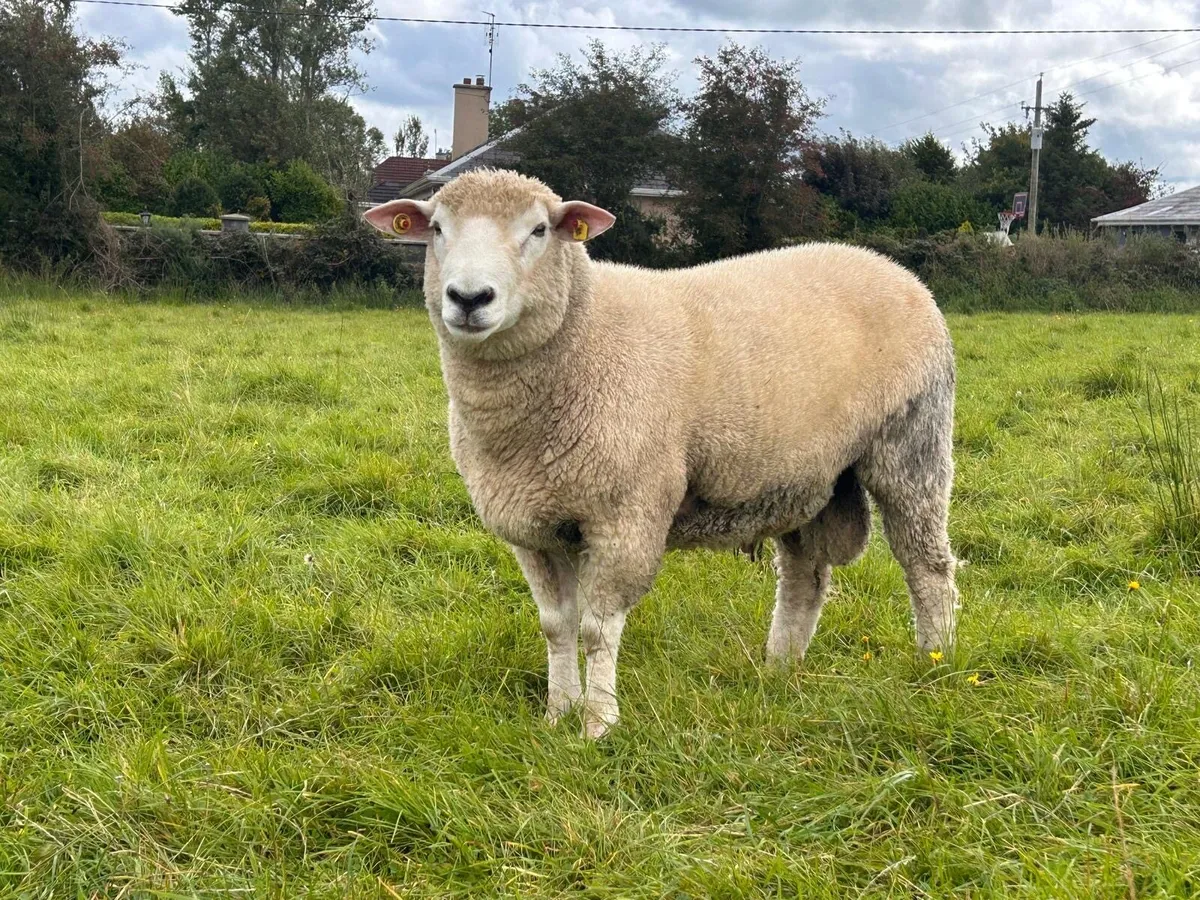 PBNR Galway Hogget Rams - Image 2