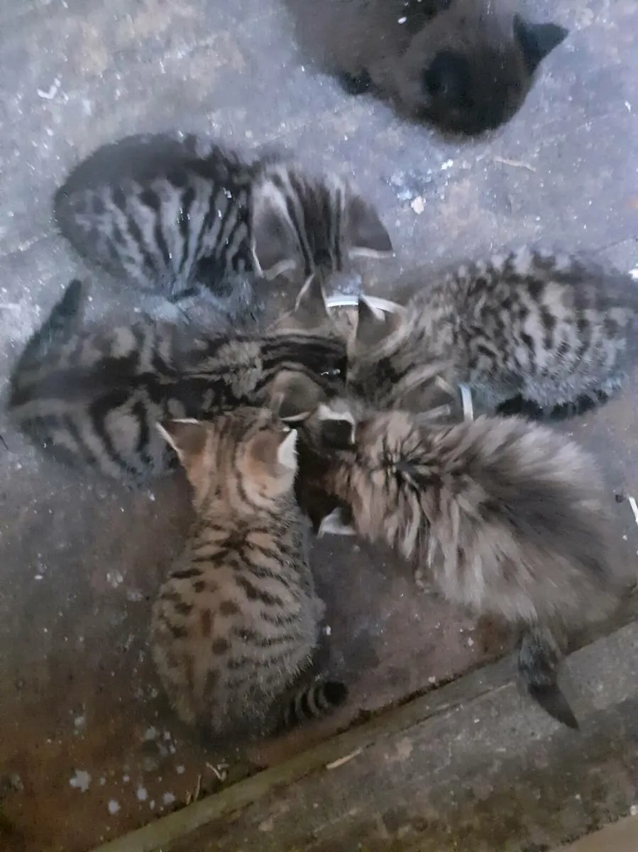 Kittens - Image 1