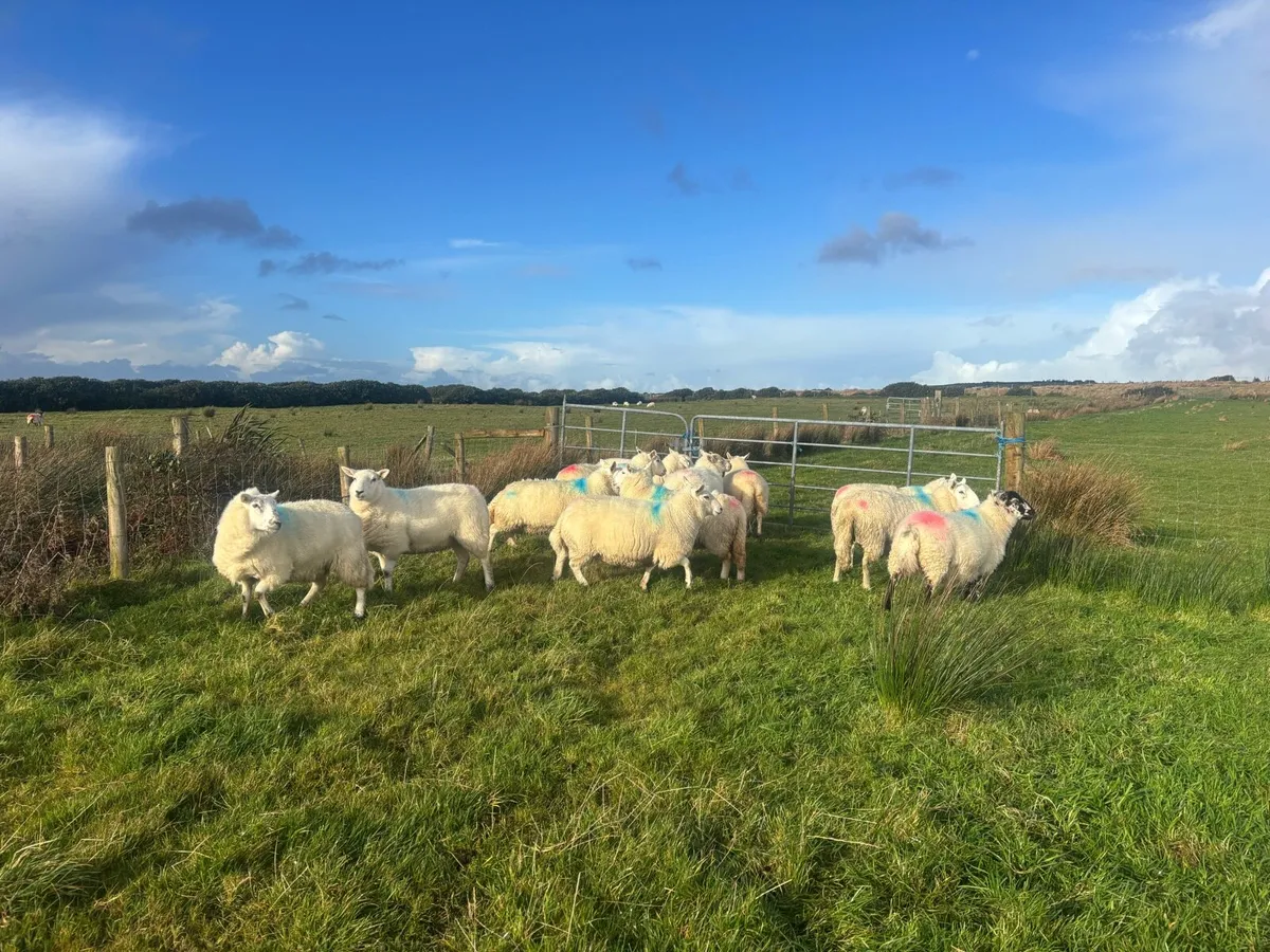 Hogget Ewes - Image 1