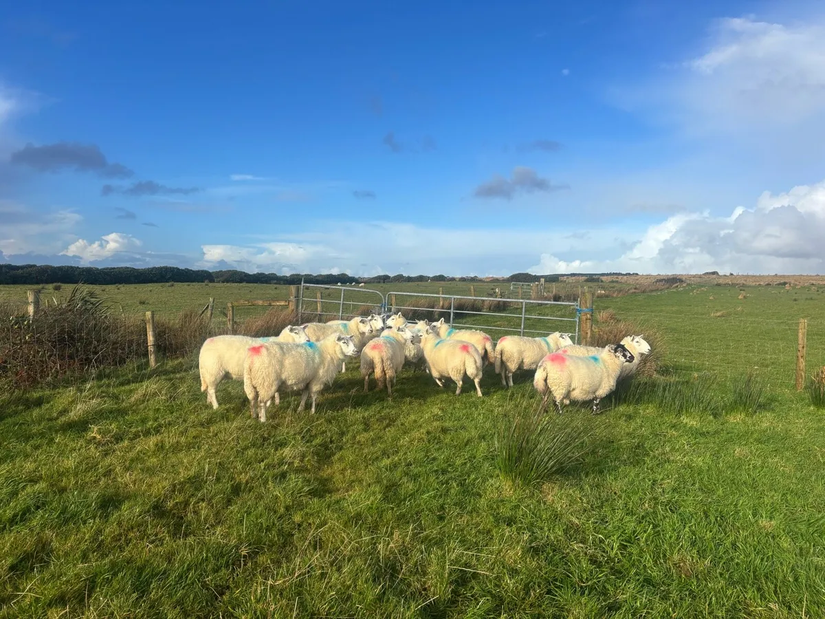 Hogget Ewes - Image 2