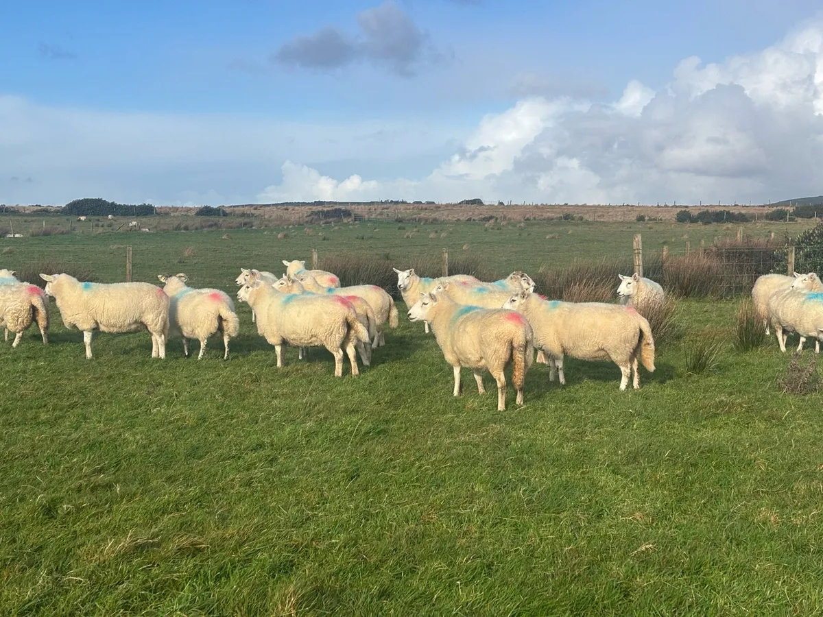 Hogget Ewes - Image 3
