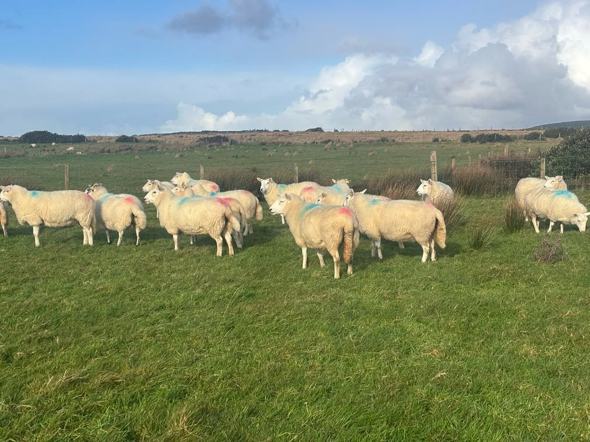 Hogget Ewes - Image 4