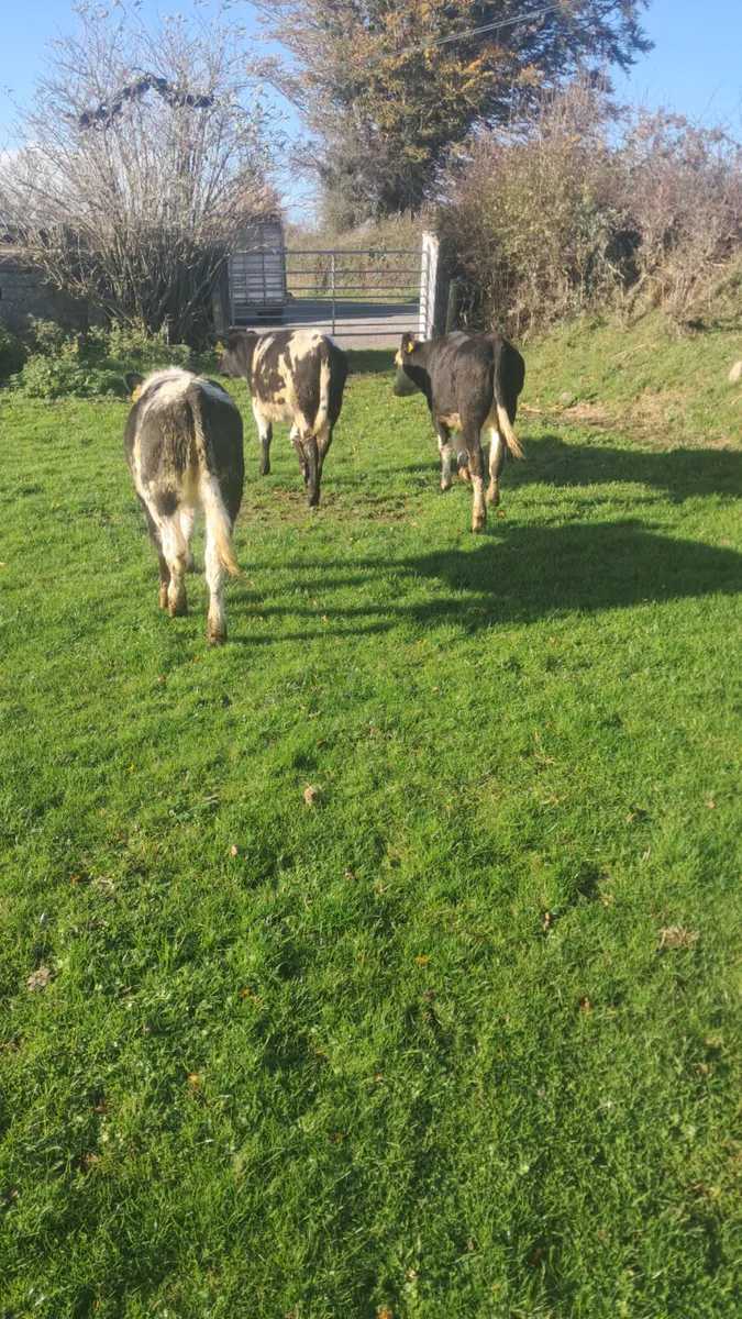 Heifer weanlings - Image 3