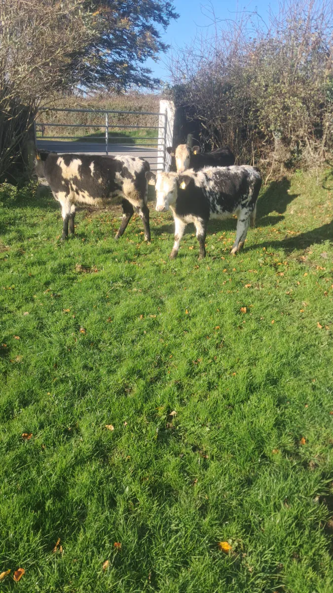 Heifer weanlings - Image 1