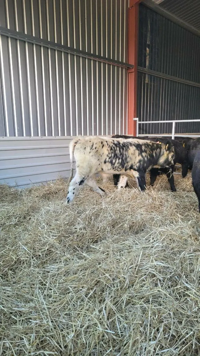 Weanling bulls - Image 1