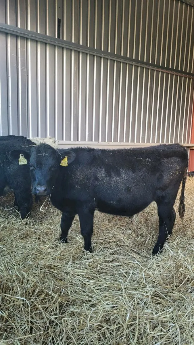 Weanling bulls - Image 2