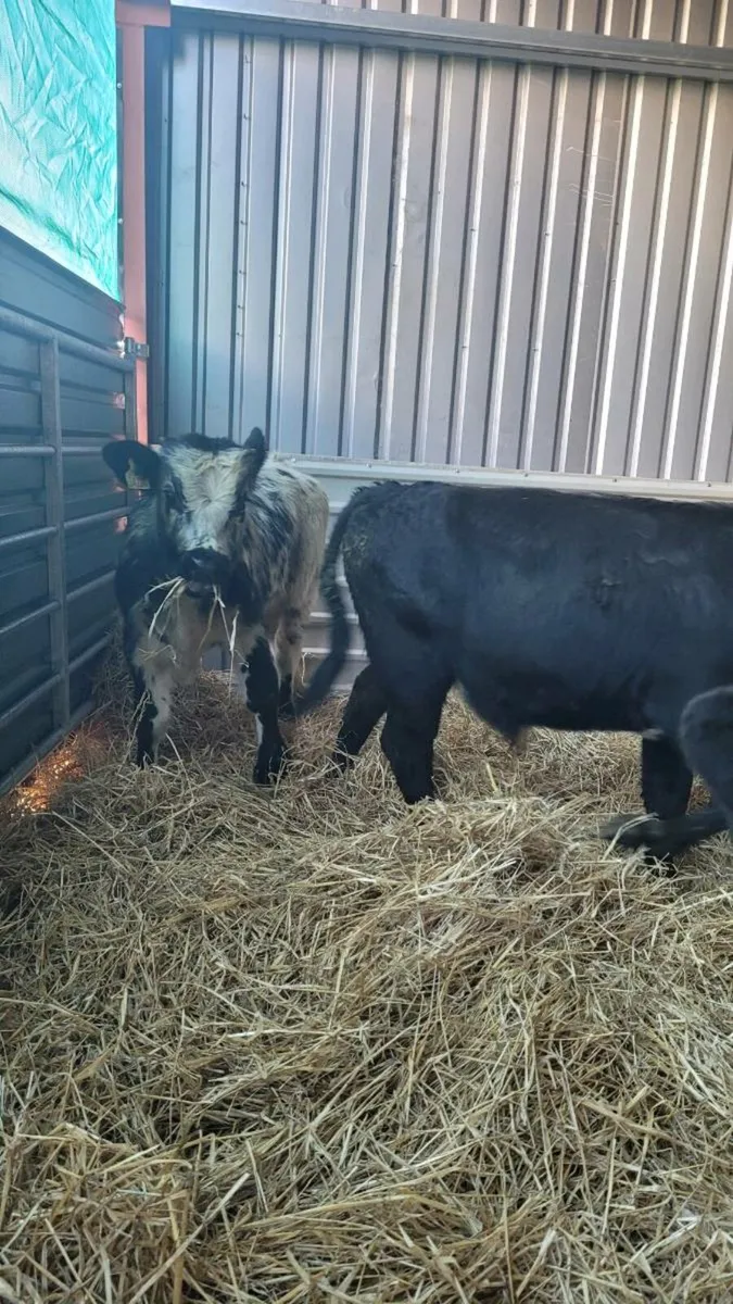 Weanling bulls - Image 4