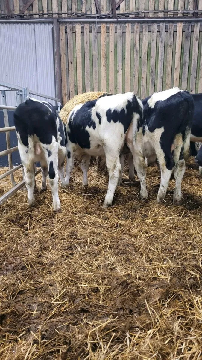 Freisan bulls - Image 1