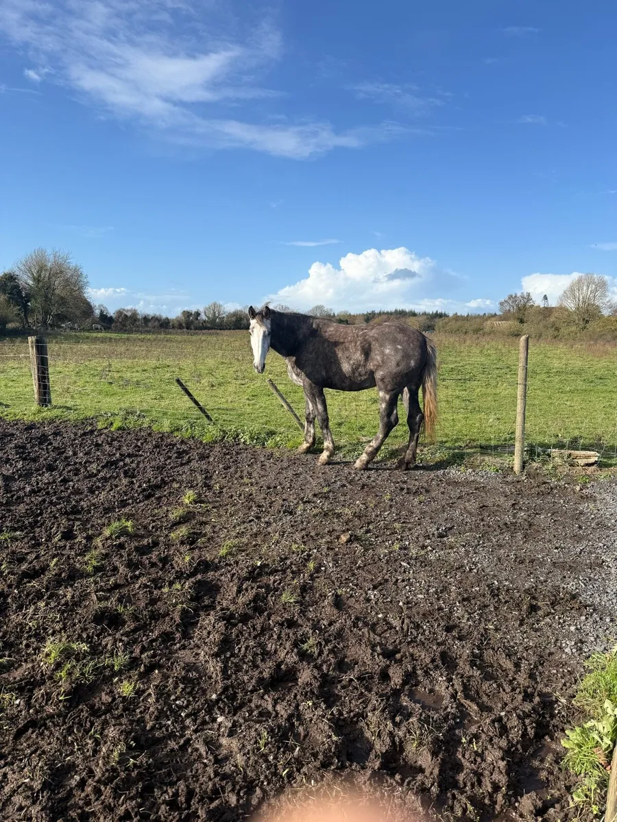 Broodmare /companion horse - Image 1