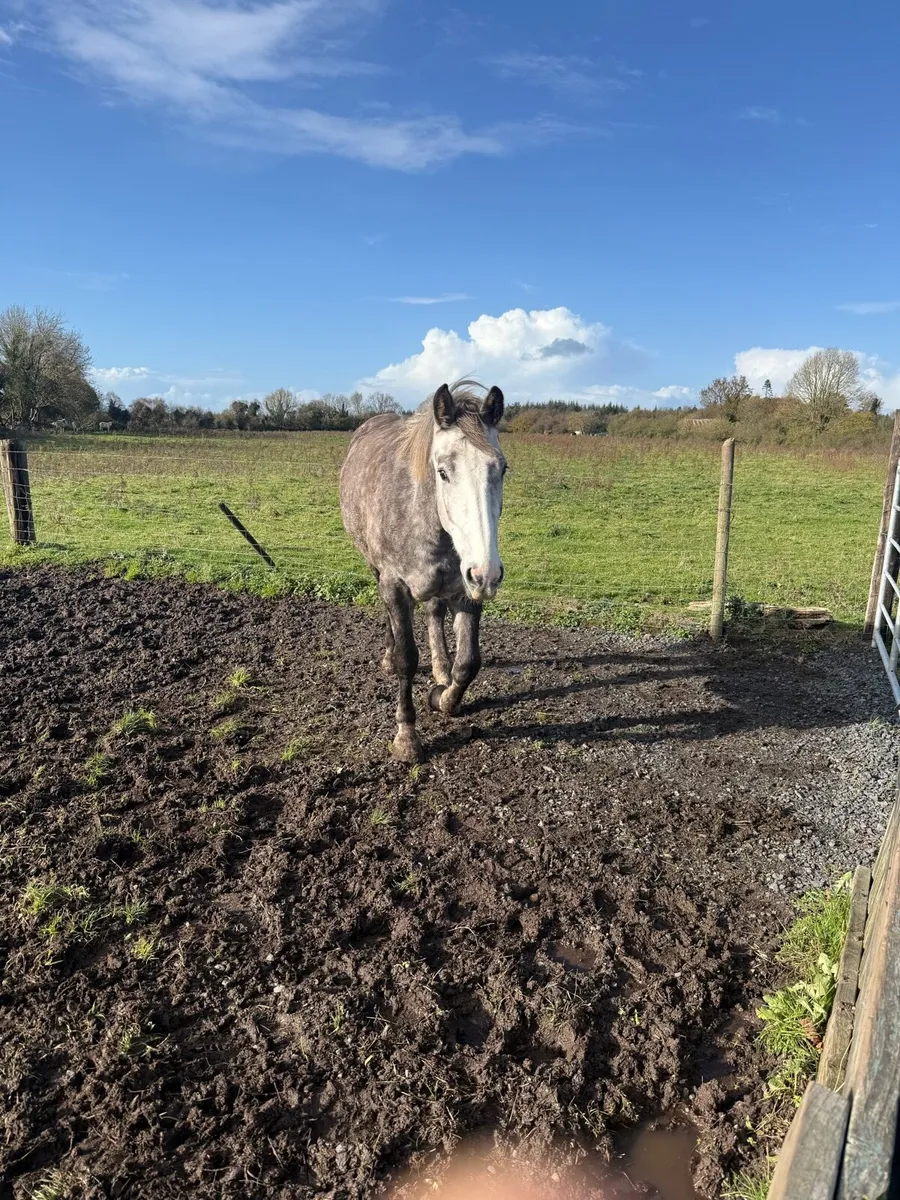 Broodmare /companion horse - Image 2