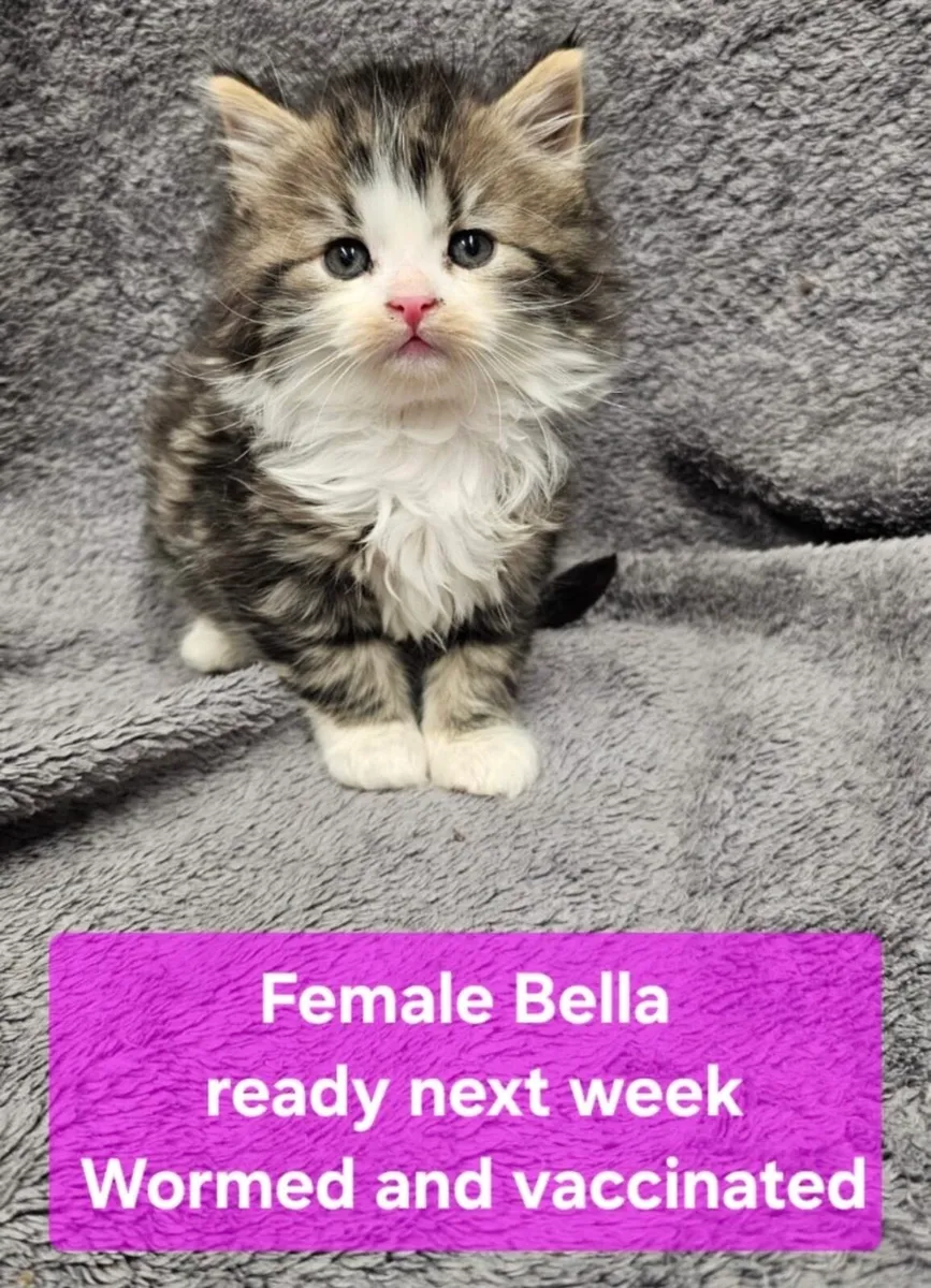 Catstrust adoption and protection. Rescued . - Image 1