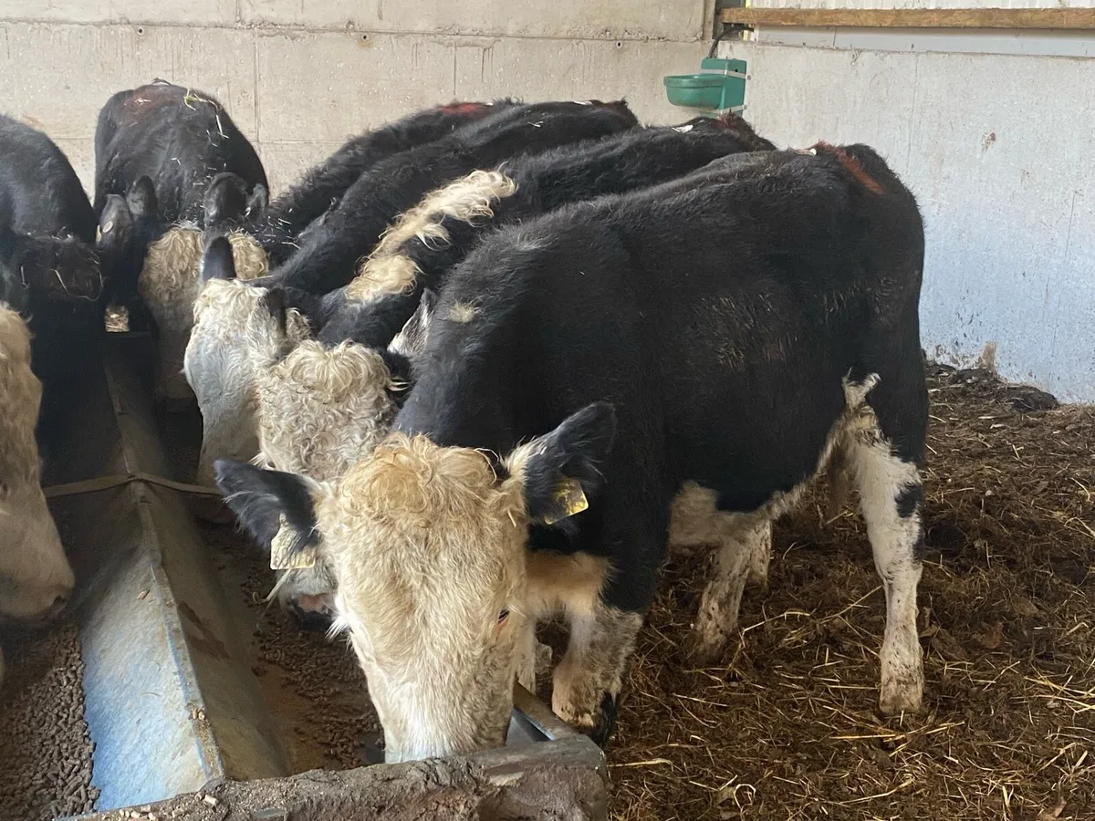 12 Hereford Heifers 300kg @ Lissava - Image 1