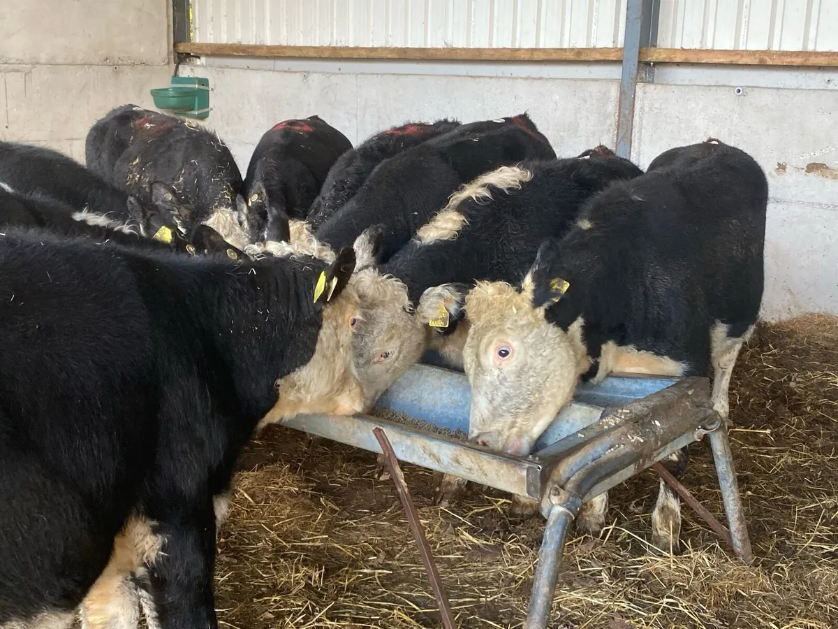 12 Hereford Heifers 300kg @ Lissava - Image 2