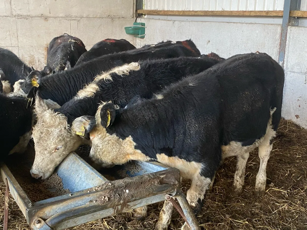 12 Hereford Heifers 300kg @ Lissava - Image 3