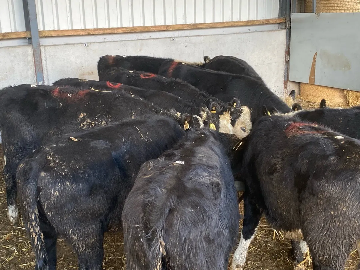 12 Hereford Heifers 300kg @ Lissava - Image 4