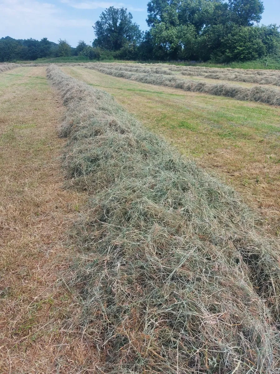 Silage for sale - Image 3