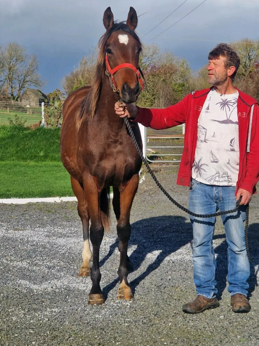 Old Persian filly yearling - Image 1