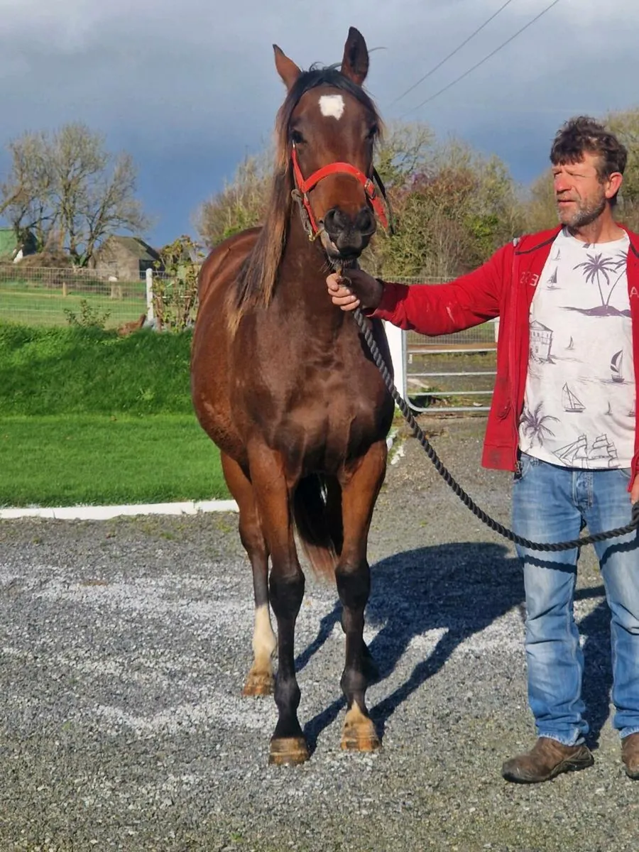 Old Persian filly yearling - Image 2