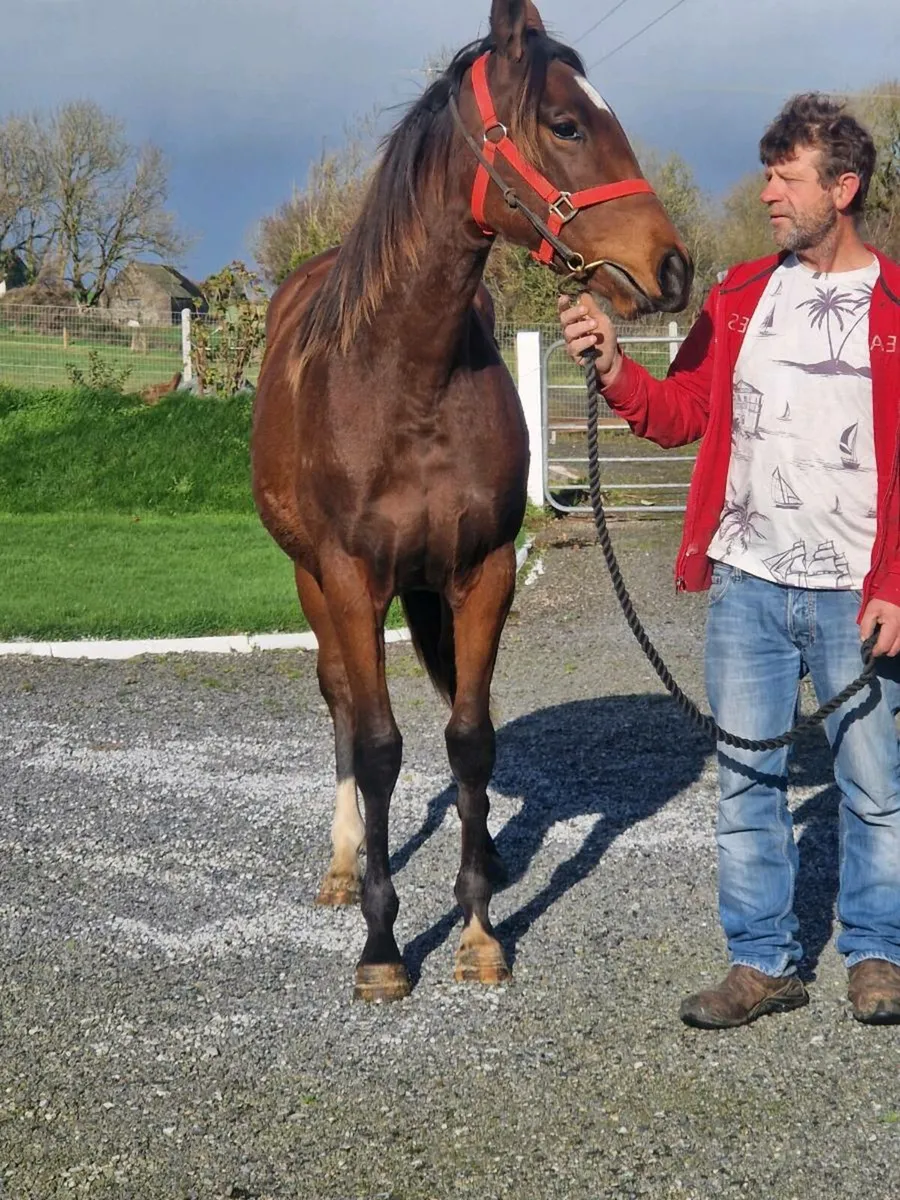 Old Persian filly yearling - Image 3