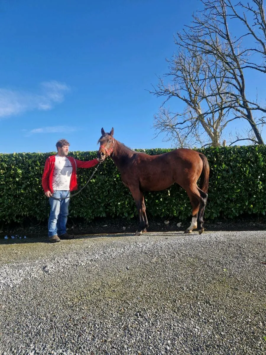 Old Persian filly yearling - Image 4