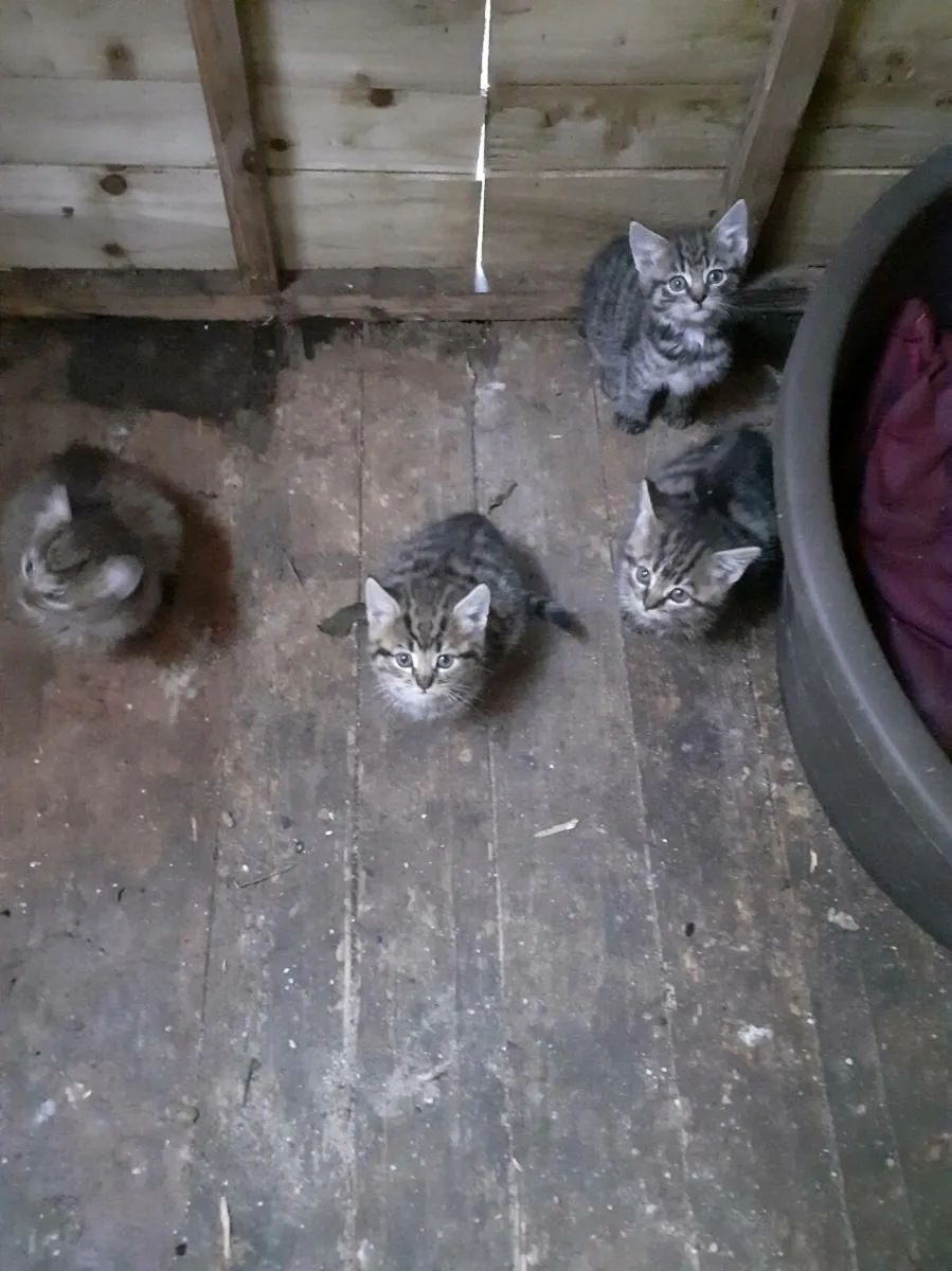 Kittens - Image 3