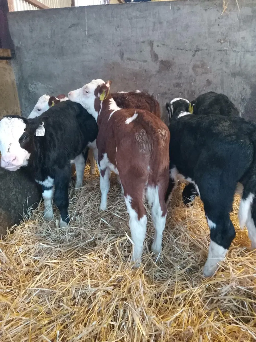Smashing hereford and angus calves - Image 1