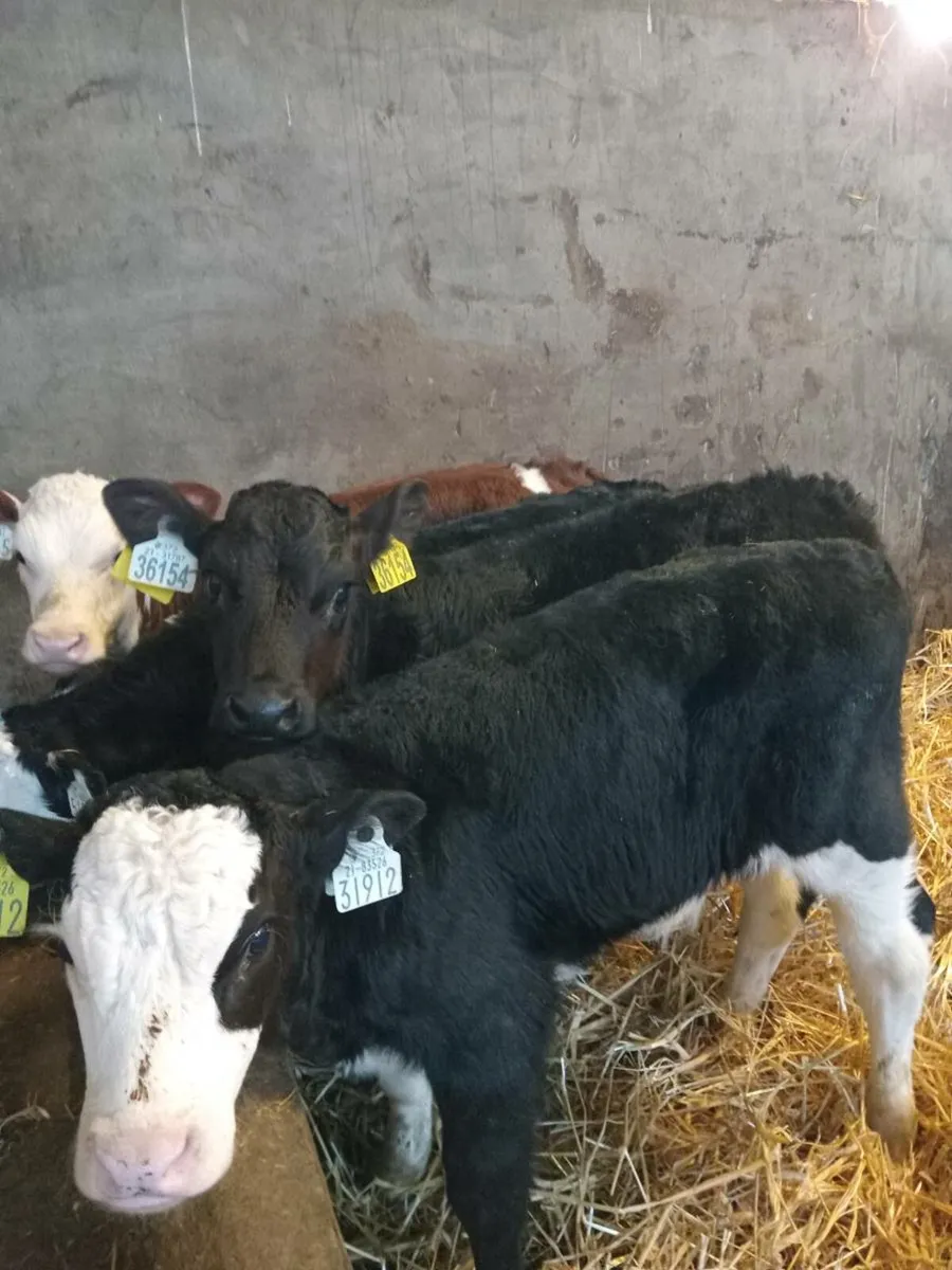 Smashing hereford and angus calves - Image 2