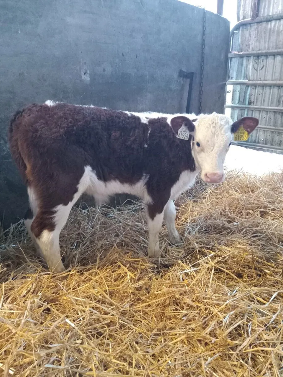Smashing hereford and angus calves - Image 3