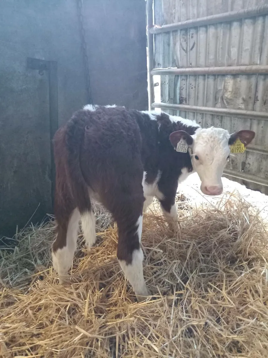 Smashing hereford and angus calves - Image 4