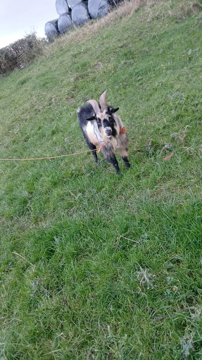Pygmy goat - Image 1