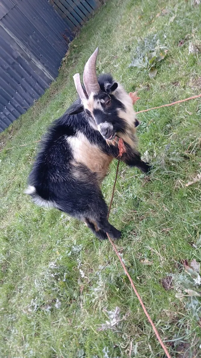 Pygmy goat - Image 2