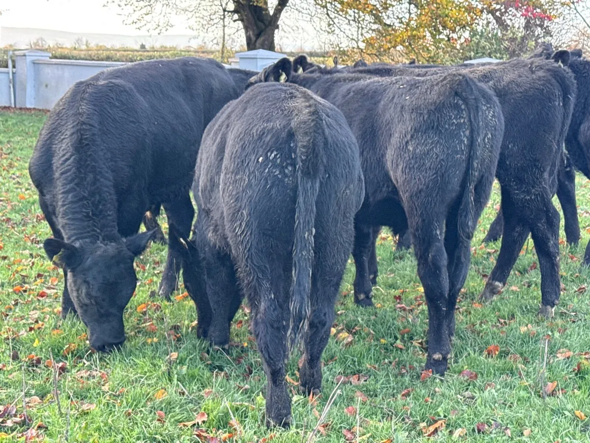 8 Top Quality Angus Bull Weanlings - Image 2