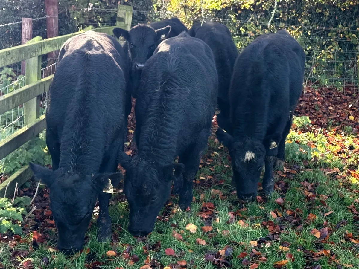 8 Top Quality Angus Bull Weanlings - Image 3