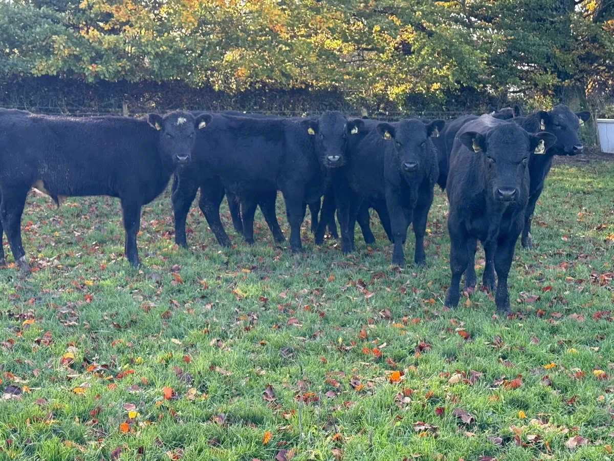 8 Top Quality Angus Bull Weanlings - Image 1