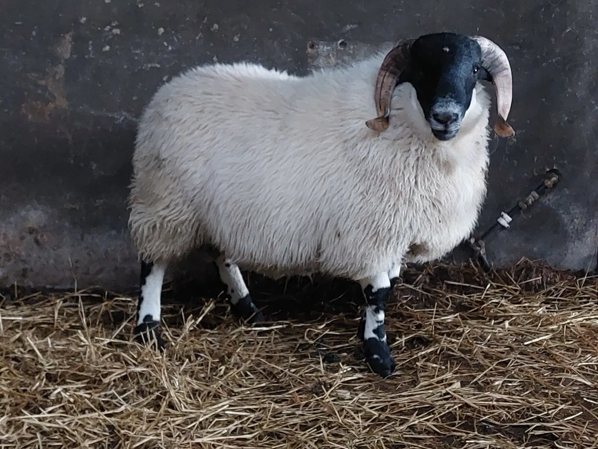 Strong Perth Ram Lambs - SIS Eligible - Image 1