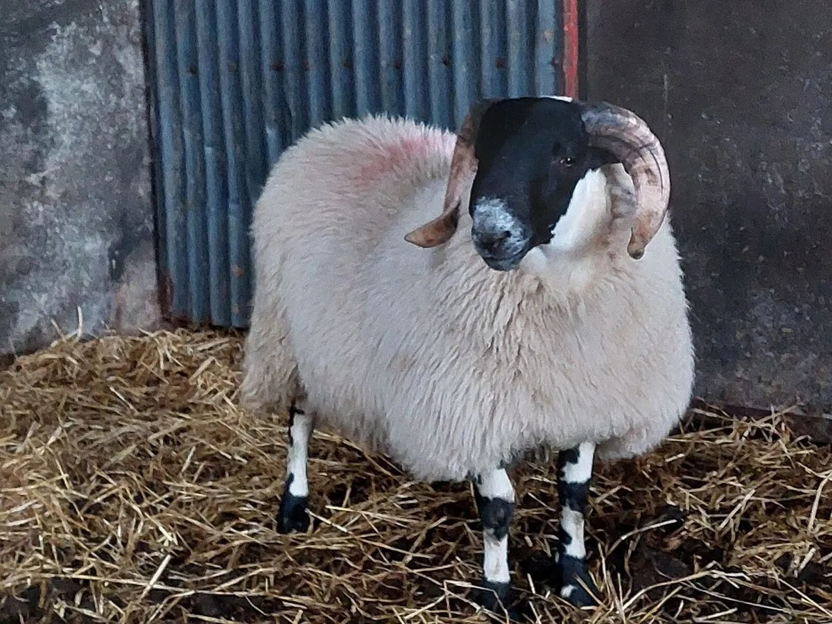 Strong Perth Ram Lambs - SIS Eligible - Image 3