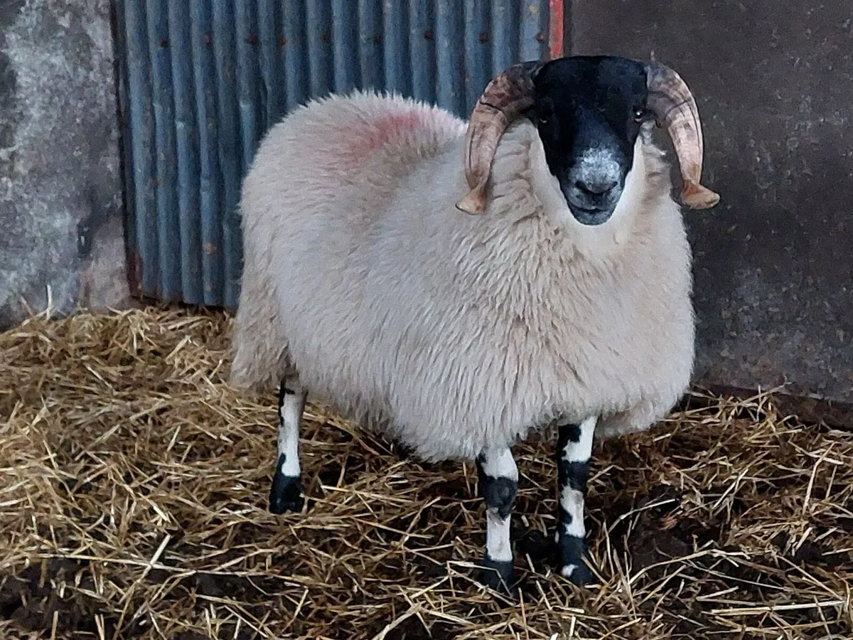 Strong Perth Ram Lambs - SIS Eligible - Image 4