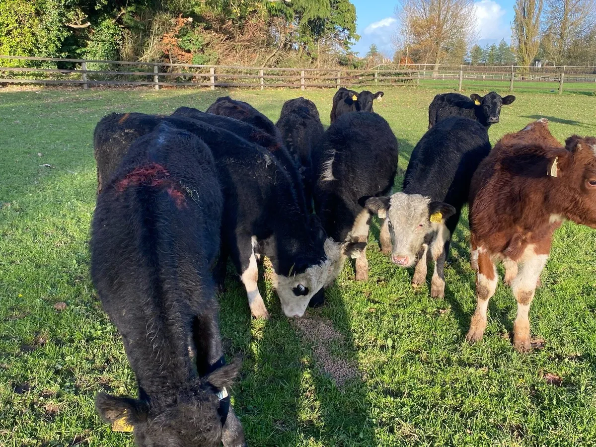 12 Bullocks 200kg @ Lissava Livestock - Image 2